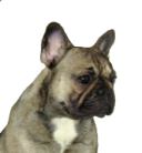  - Ranskanbulldogit